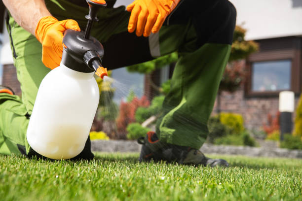 Wasp Removal Services in Amery, WI